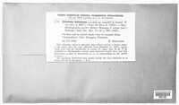 Media resource of Entoloma bahusiense
